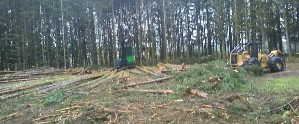 20181025_093844-1030x773 timber management Camas wa