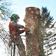 Timber Management Longview Wa Timber Management Longview Wa