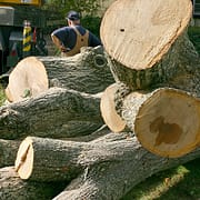 Land Clearing Longview Wa Land Clearing Longview Wa