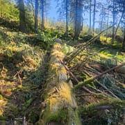1000000314 best timber management near me