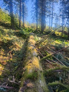 1000000314 best timber management near me