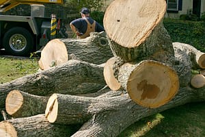Land Clearing Longview Wa Land Clearing Longview Wa