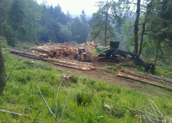 20190524_155302 best timber management near me
