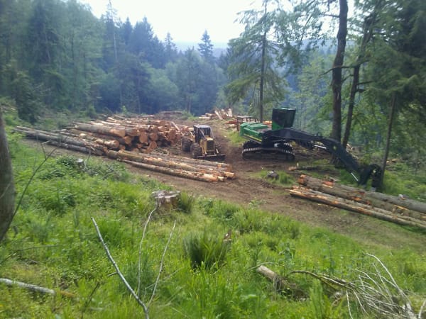 best timber management near me