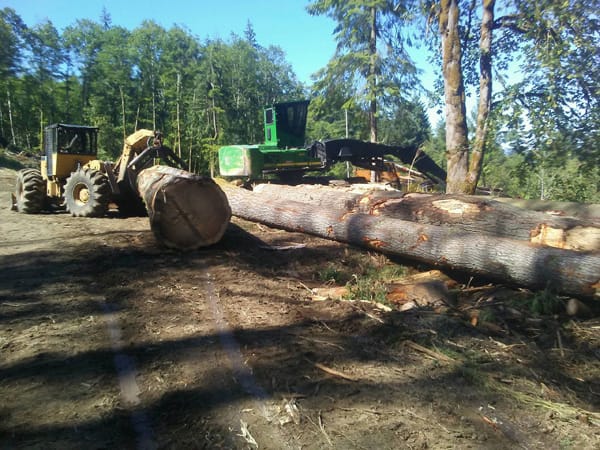 timber management Olympia wa