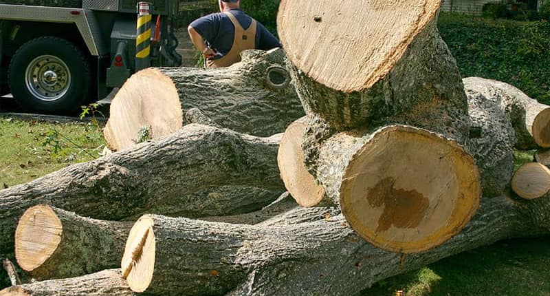 gr6 best timber management near me